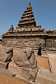 Mamallapuram - Tamil Nadu. The Shore Temple. The stone wall with rows of seated Nandi bulls.